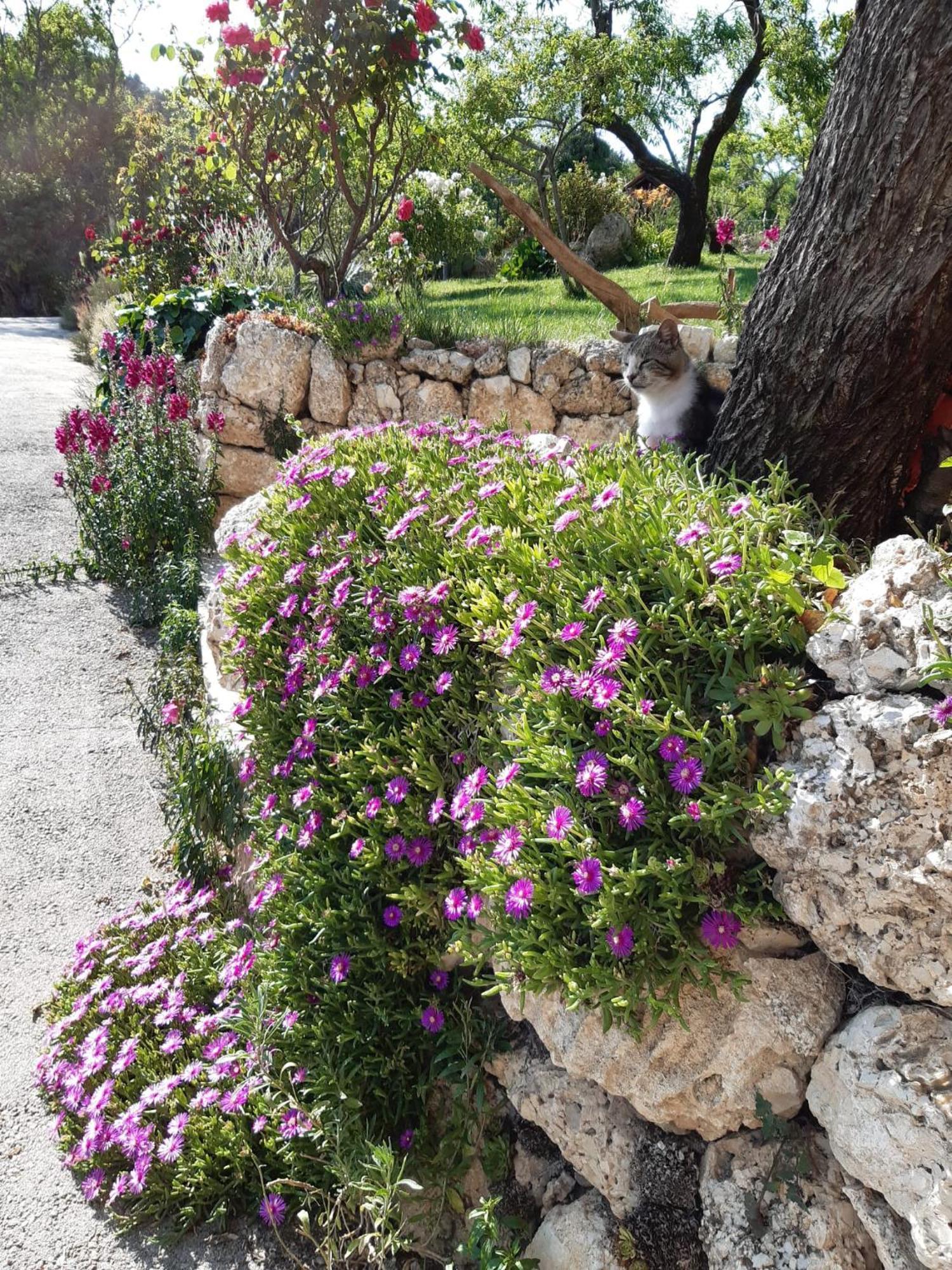 Bed and Breakfast Il Girasole Castelvecchio Calvisio Exterior foto